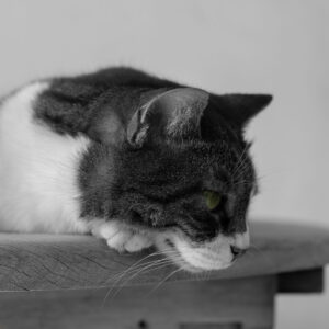 _DSF1739